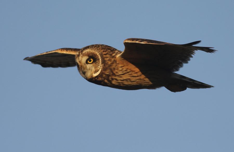 Owl Photograph - Short-eared Owl by Joe Sweeney