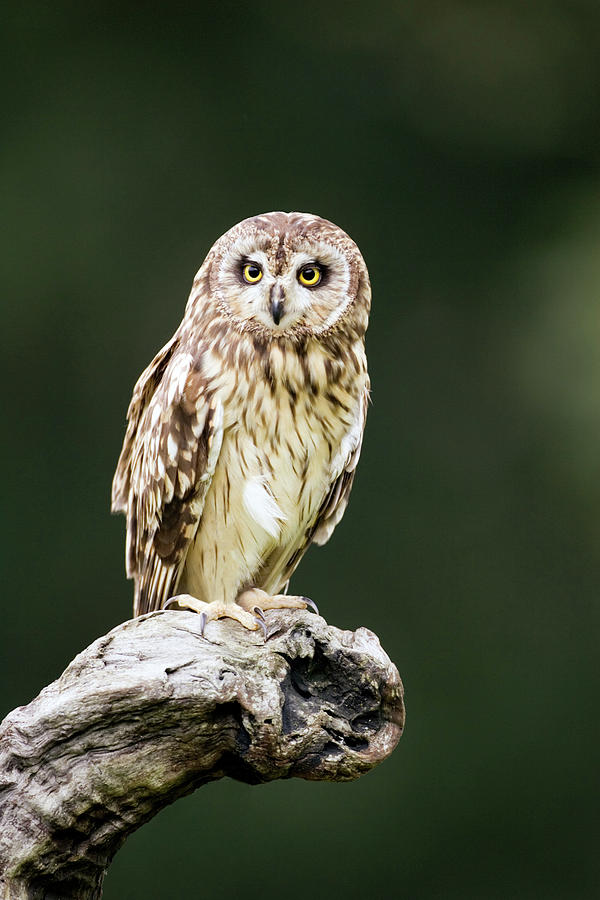 Short-eared Owl Photograph by John Devries/science Photo Library
