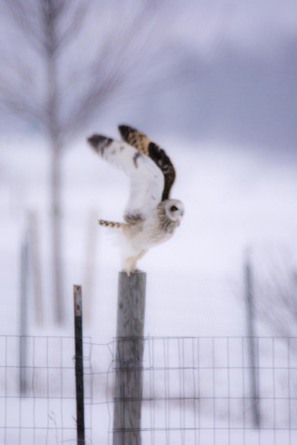 Short Eared Owl Liftoff   Photograph by Tracy Winter