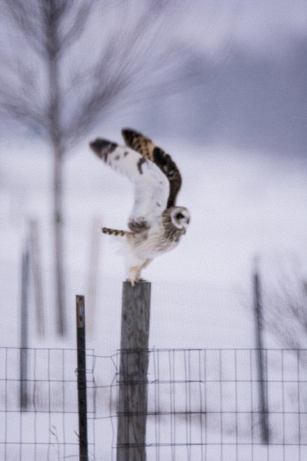 Short Eared Owl Liftoff as oil paining Photograph by Tracy Winter