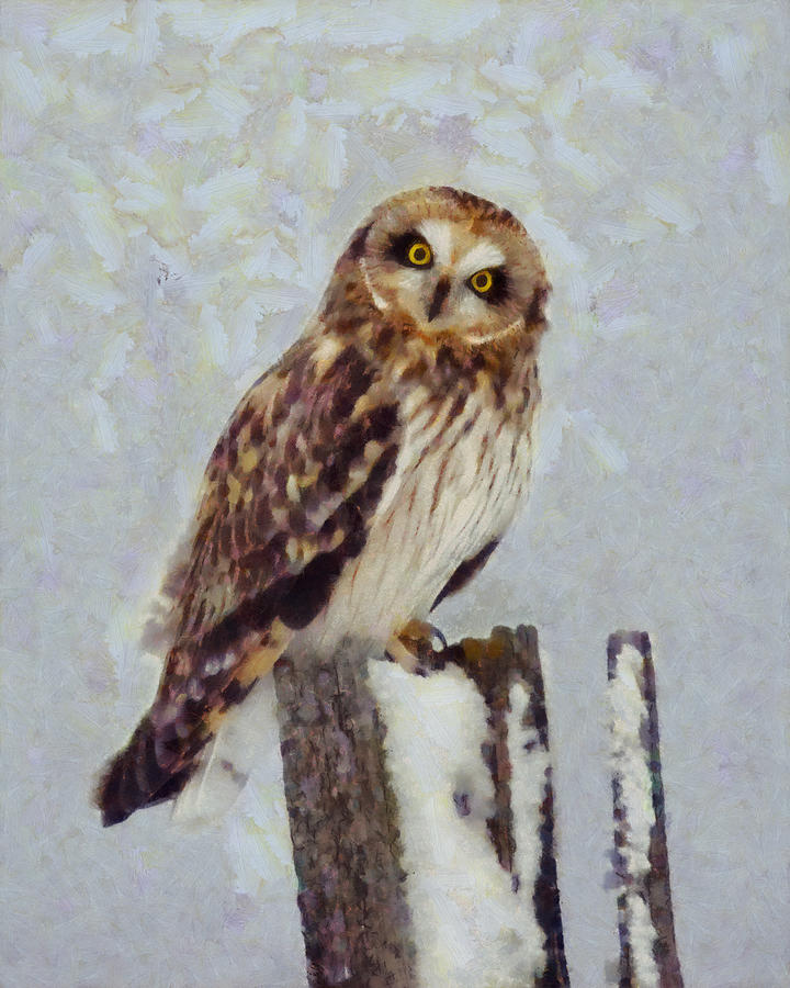 Owl Digital Art - Short-eared Owl   by Mark Kiver