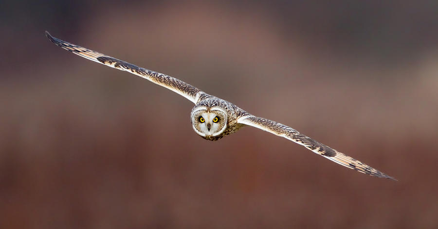 Short-Eared Owl Photograph by Max Waugh