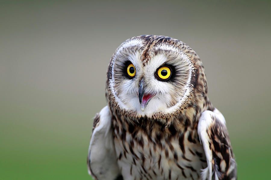 Short-eared Owl Photograph by Mlorenzphotography