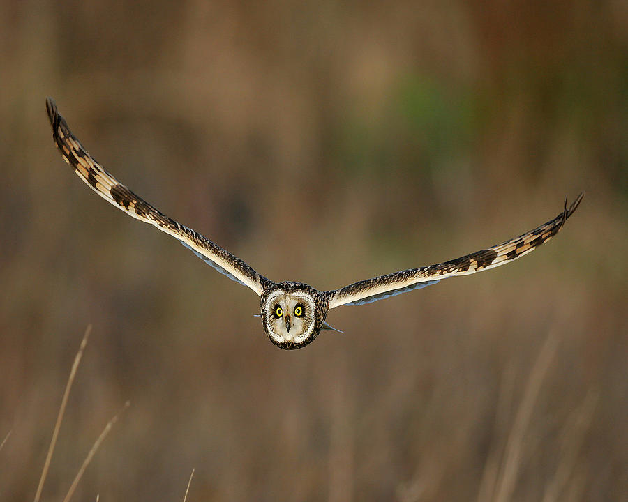 Short Eared Owl Photograph by Paul Scoullar