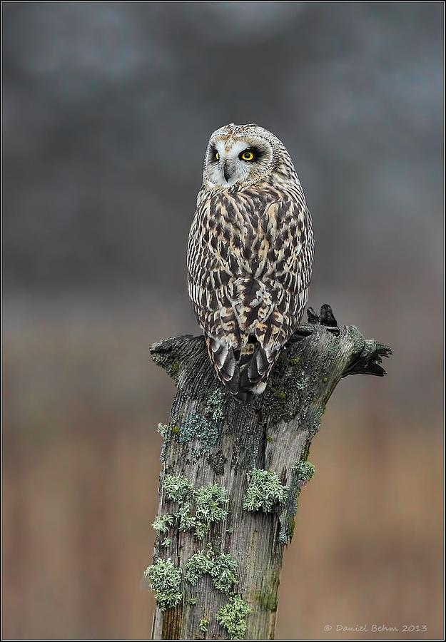Short Eared owl Perched Photograph by Daniel Behm