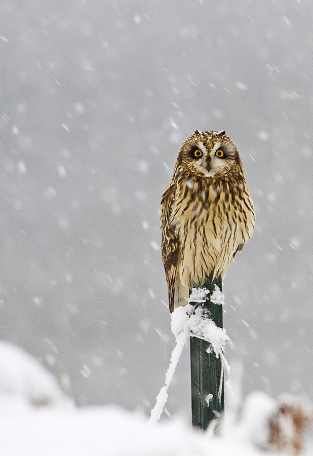Short Eared Owl Perched in Snow Storm Photograph by John Vose