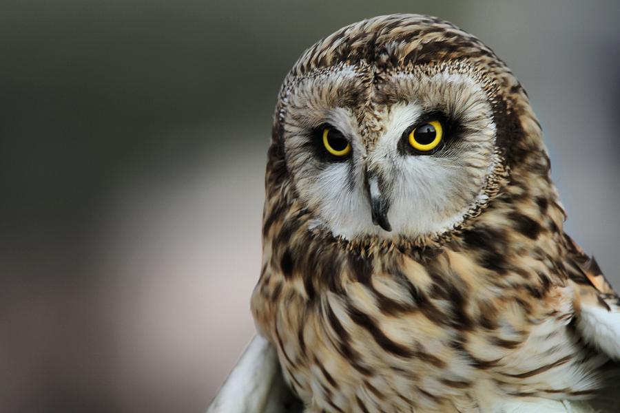 Short Eared Owl Portrait Photograph by Dan Sproul