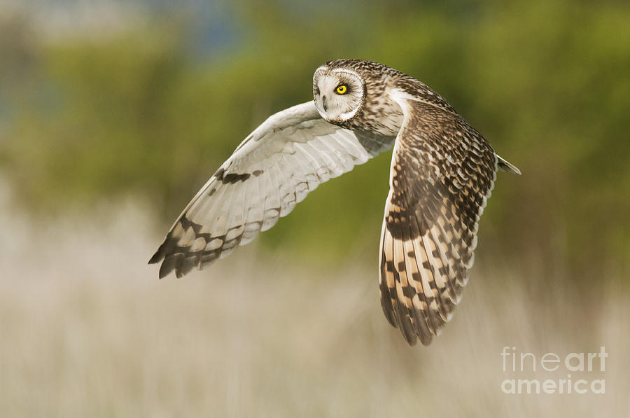 Animal Photograph - Short-eared Owl by Robert Canis FLPA