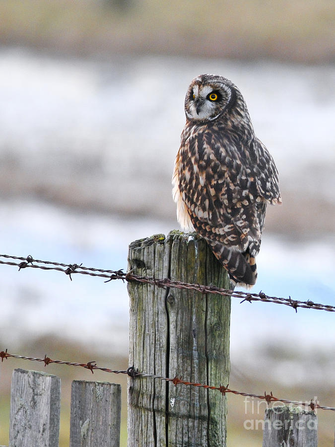 Short eared Owl Photograph by Sharon Talson