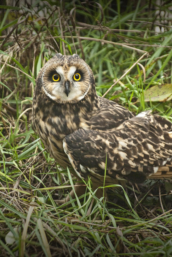 Short Eared Owl Stare Photograph by Randall Nyhof