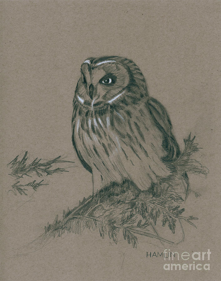 Short-eared Owl Drawing by Steve Hamlin