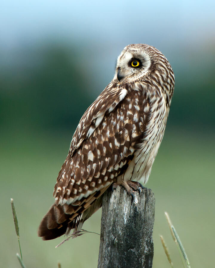 Short-eared Owl Photograph by Torbjorn Swenelius