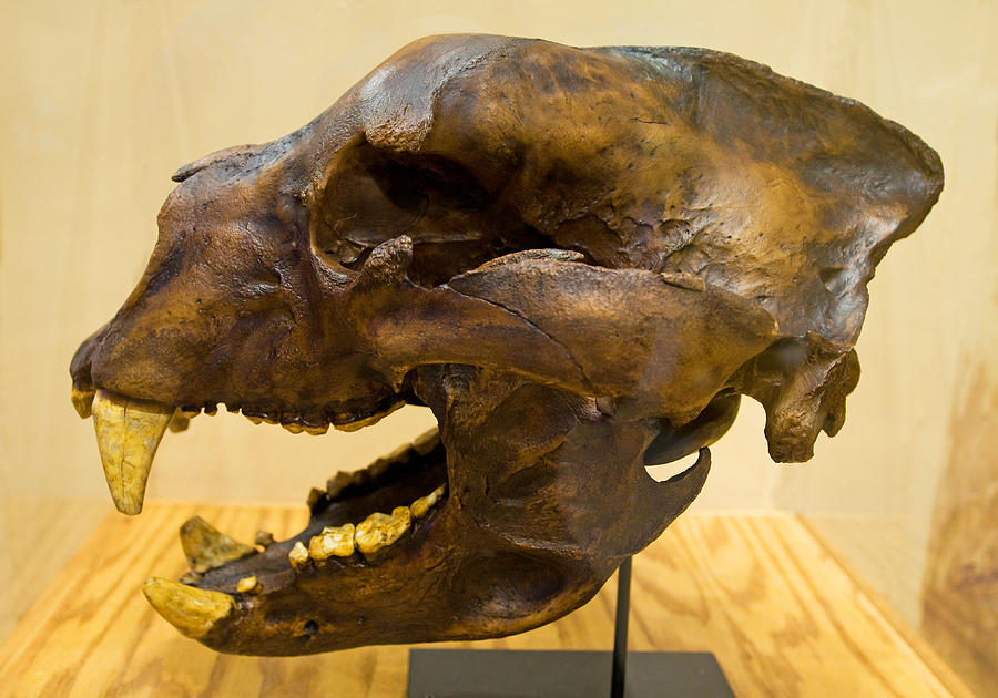 Short Faced Bear Skull Photograph by Millard H. Sharp