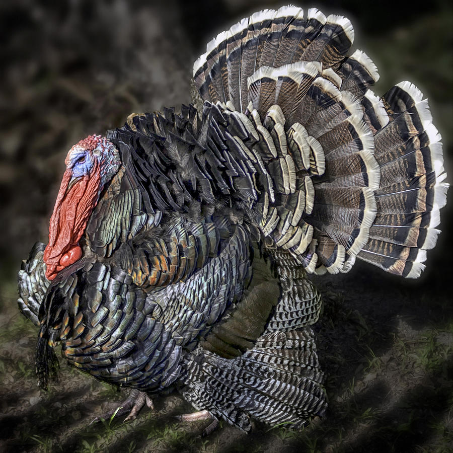 Turkey Photograph - Short Feathers Tom by Lynn Palmer