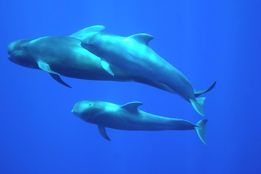 Short-finned Pilot Whale Adult And Calves Photograph by Christopher Swann/science Photo Library
