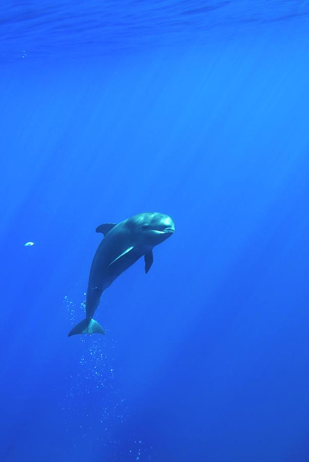 Short-finned Pilot Whale Calf Photograph by Christopher Swann/science Photo Library
