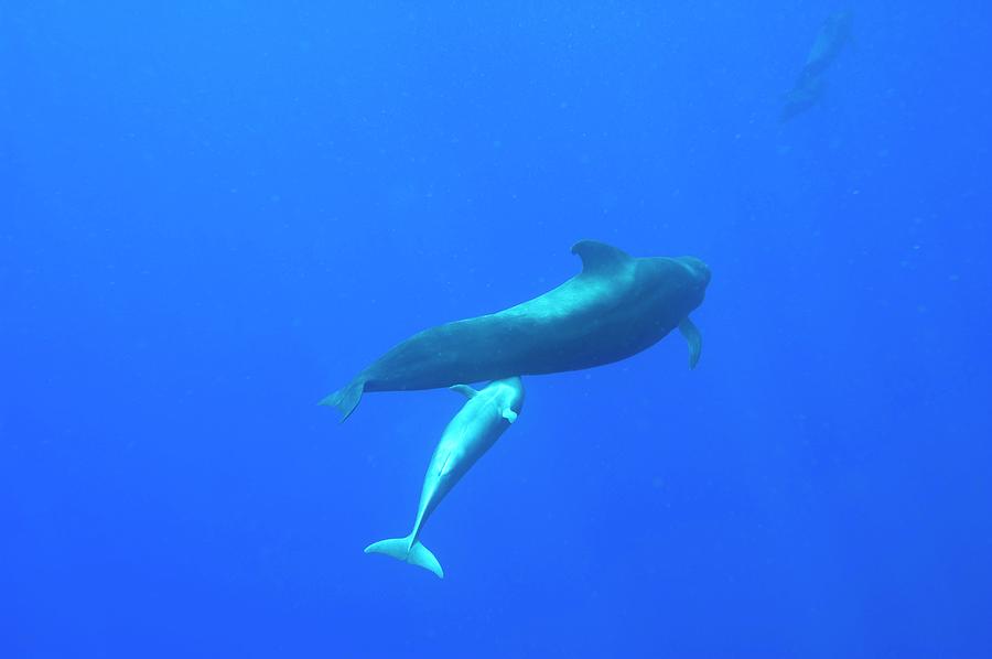 Short-finned Pilot Whale Suckling by Science Photo Library