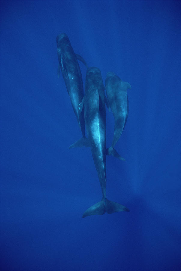 Short-finned Pilot Whale Trio Hawaii Photograph by Flip Nicklin