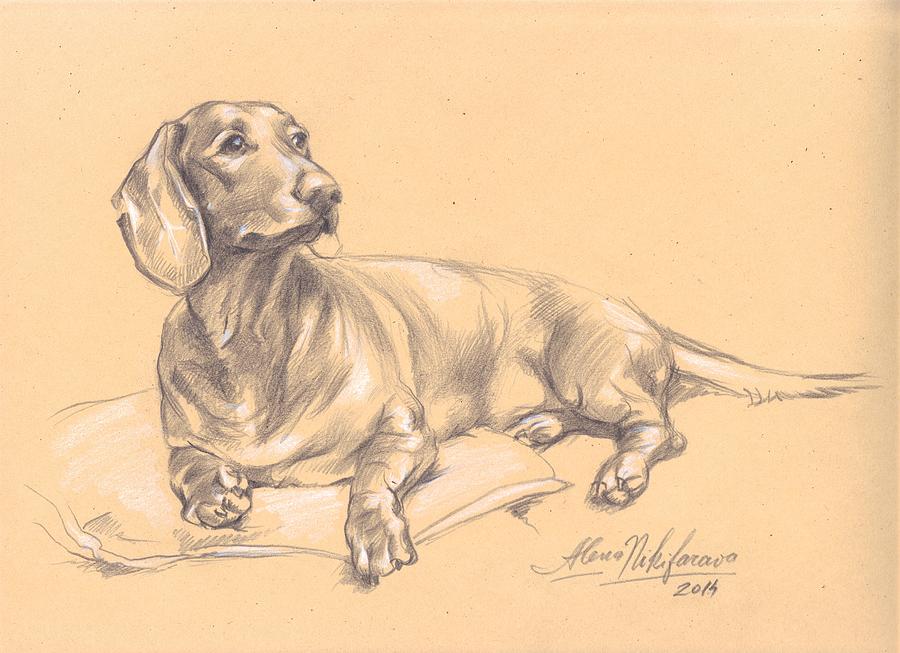 Short-haired dachshund on a pillow Drawing by Alena Nikifarava