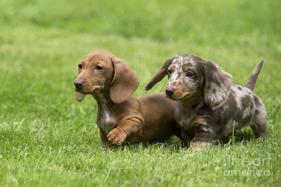 Shorthaired Dachshund Puppies Photograph by John Daniels