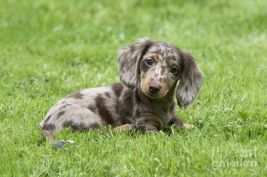 Short-haired Dachshund Puppy Photograph by John Daniels