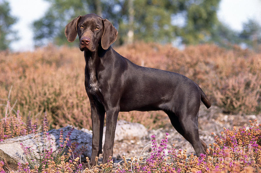 Short-haired Pointer Puppy Photograph by John Daniels