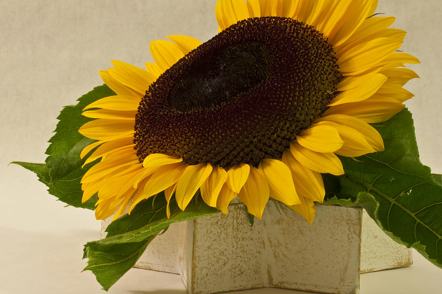 Sunflower Photograph - Short Petaled Sunflower In Star Box by Sandra Foster