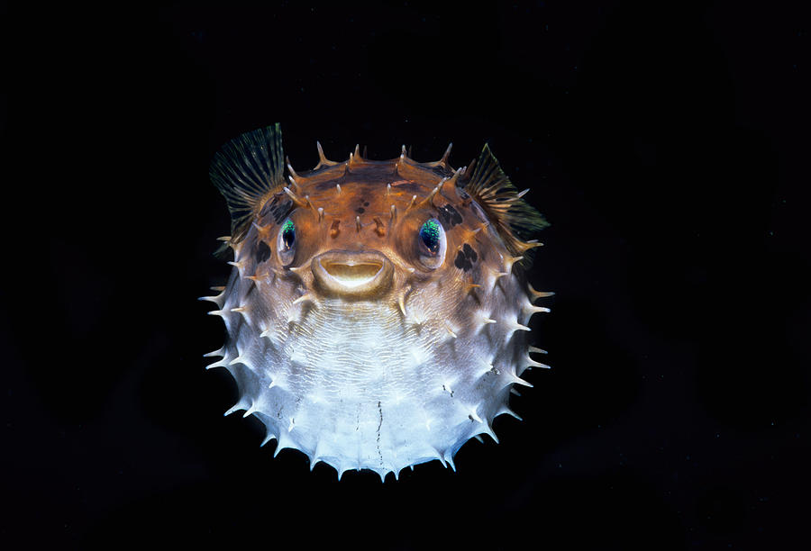Short-spined Porcupinefish Photograph by Jeff Rotman