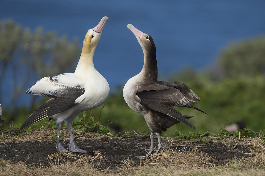 Short-tailed Albatross Courting Photograph by Tui De Roy