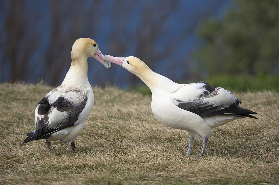 Short-tailed Albatrosses Displaying Photograph by Tui De Roy