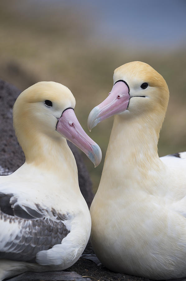Short-tailed Albatrosses Nesting Photograph by Tui De Roy