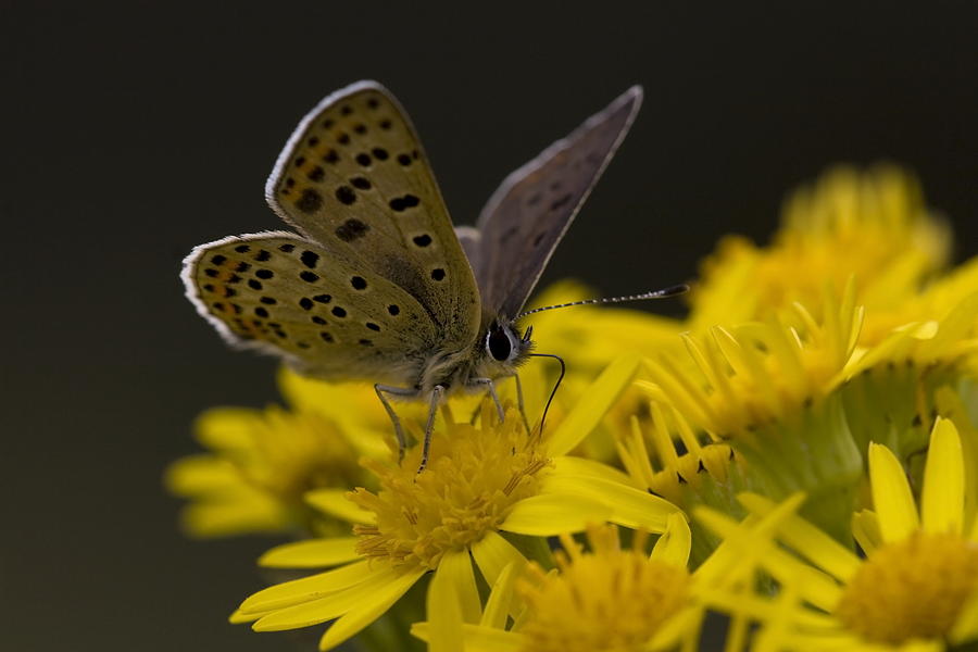 Short-tailed Blue Photograph by Ronald Jansen - Fine Art America