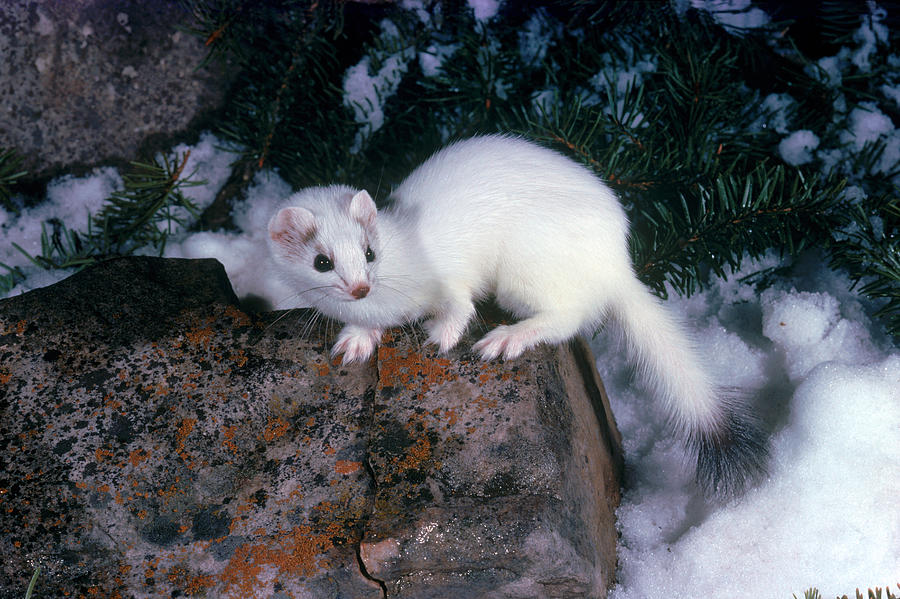 Short-tailed Weasel Photograph by Phil A. Dotson