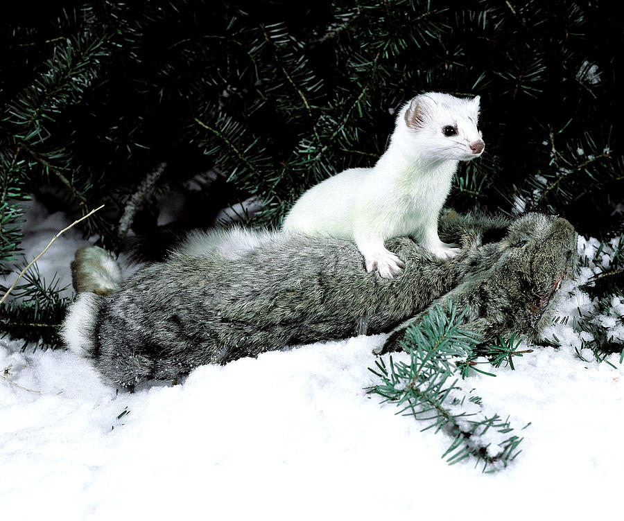 Animal Photograph - Short-tailed Weasel by Robert J. Erwin