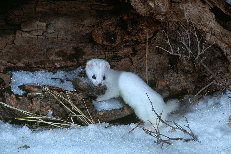 Short-tailed Weasel With Mouse Photograph by Phil A. Dotson