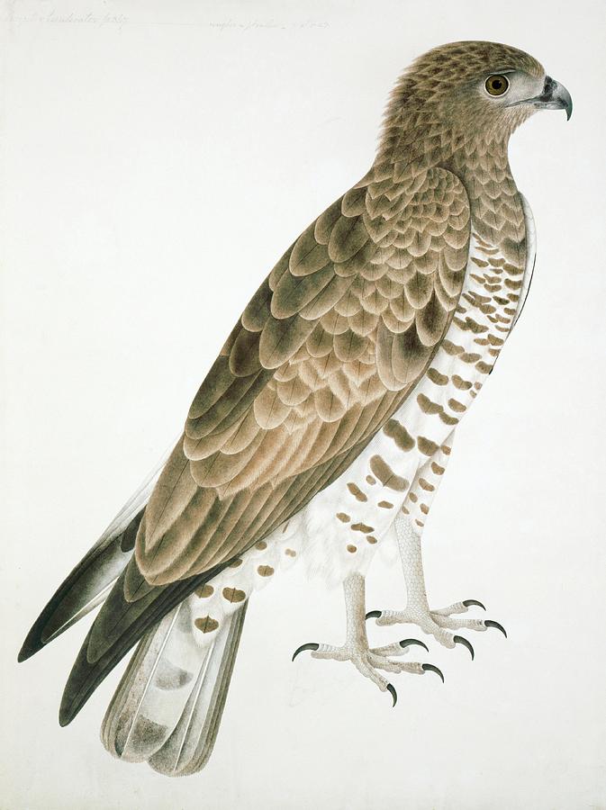Short-toed Eagle Photograph by Natural History Museum, London/science Photo Library