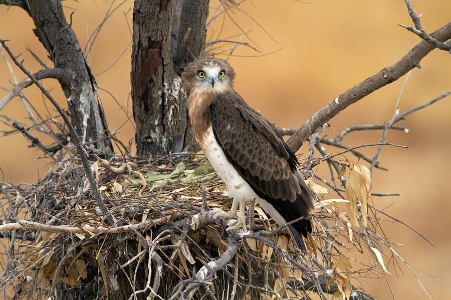 Eagle Photograph - Short-toed Snake Eagle Circaetus Gallicus by Photostock-israel