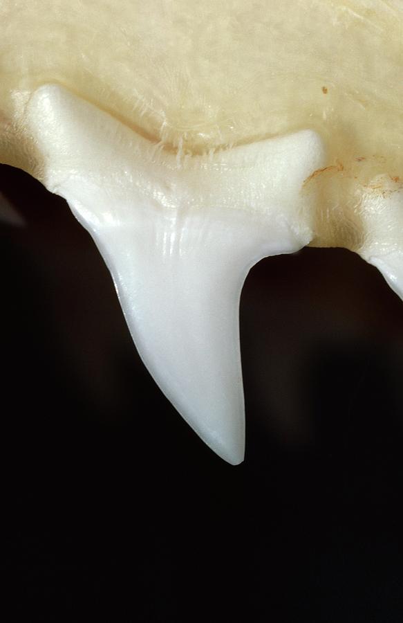 Shortfin Mako Shark Tooth Photograph by George Bernard/science Photo