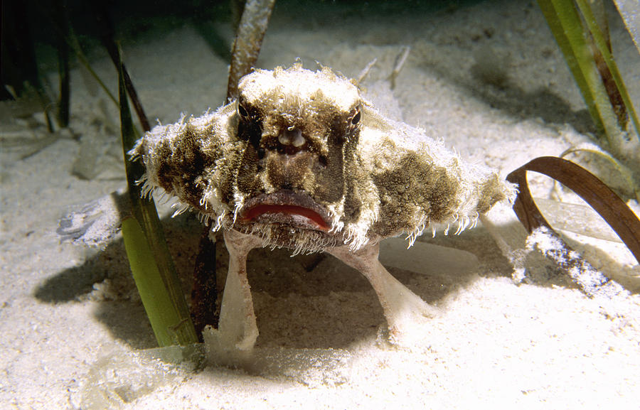 Shortnose Batfish Photograph by Mary Beth Angelo