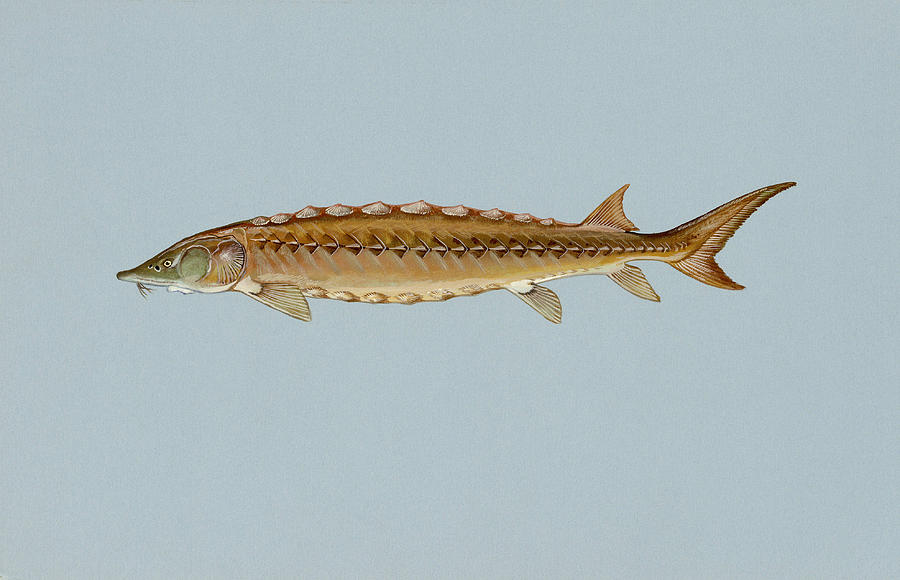 Shortnose Sturgeon Painting by USFWS/Science Source