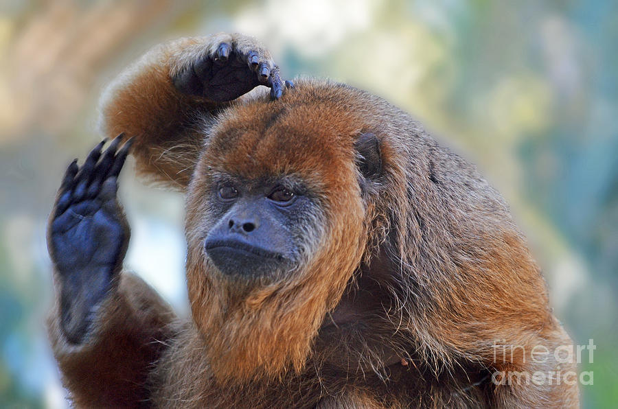Should I Wave or Salute  A Brown Howler Monkey Photograph by Jim Fitzpatrick