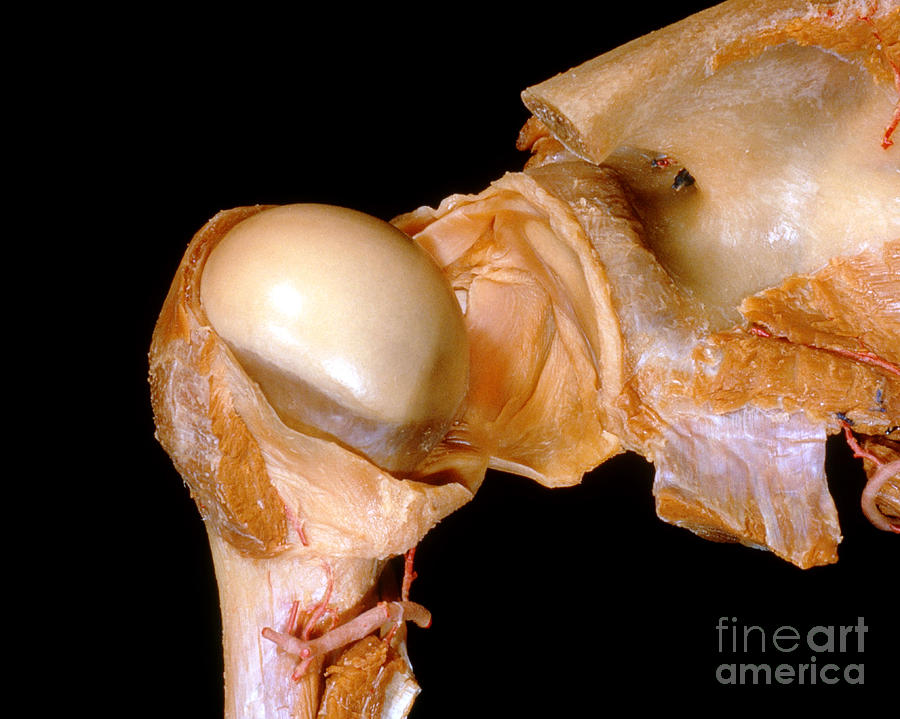 Shoulder Anatomy Photograph by VideoSurgery