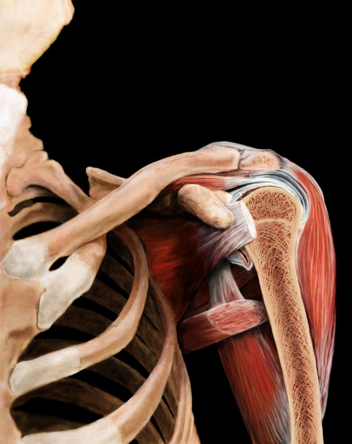 Shoulder Joint Photograph by Anatomical Travelogue