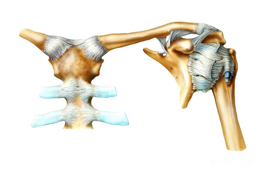 Bone Photograph - Shoulder Joint Anatomy, Artwork by Bo Veisland