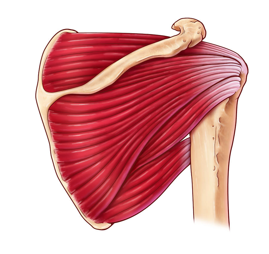 Teres Major мышца