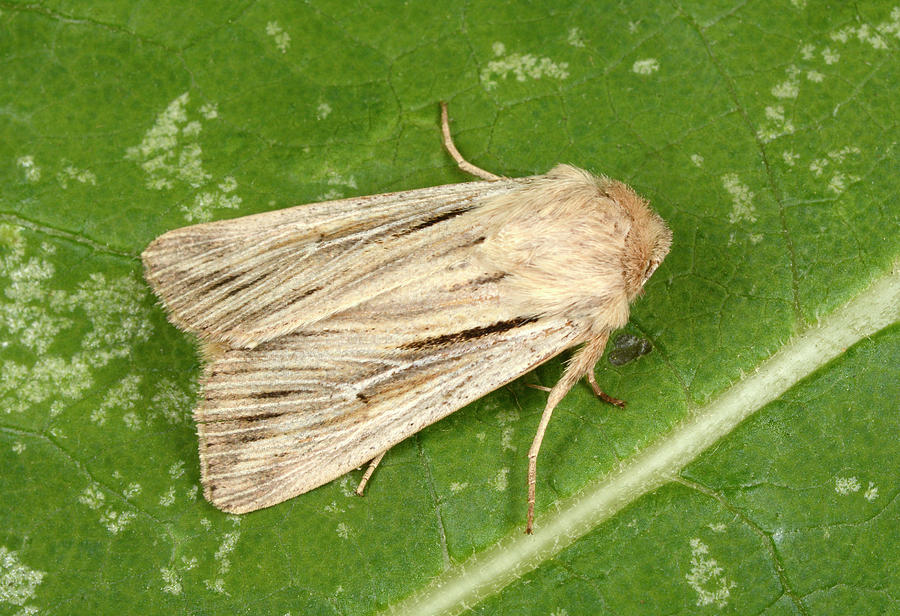 Shoulder-striped Wainscot Moth Photograph by Nigel Downer - Fine Art ...