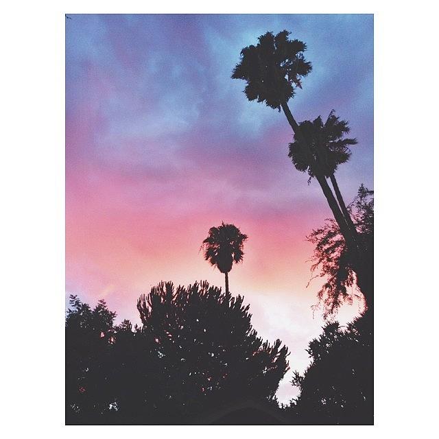 Shoutout To Palm Trees In My Front Yard Photograph by Ariana Moshref