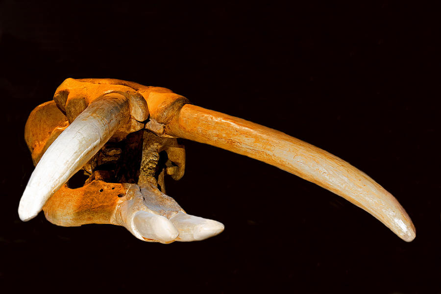 Shovel Tusked Gomphothere Skull Photograph by Millard H. Sharp
