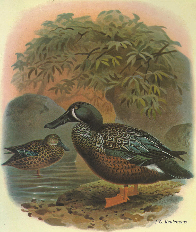 John James Audubon Painting - Shoveler by Dreyer Wildlife Print Collections 