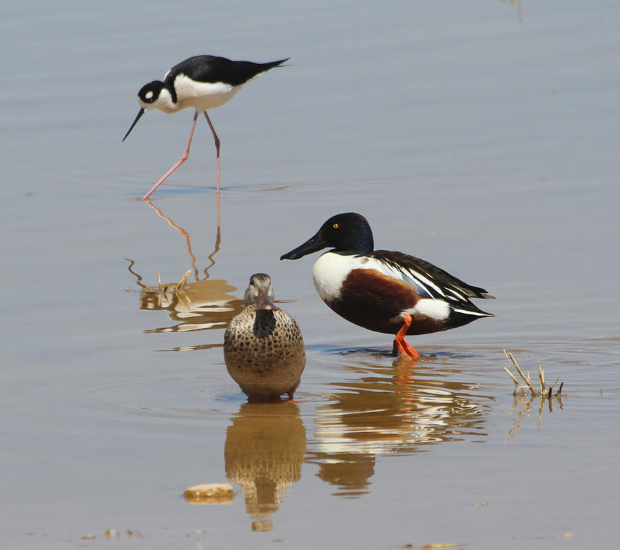 Shovelers And Stilt At GRP Photograph by Tom Janca